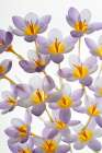 USA, Washington State, Seabeck. Close-up of crocus blooms. Art Print